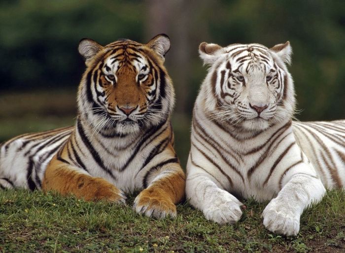 Tigres - adoro animais!!! mas estes tem uma beleza uau!!