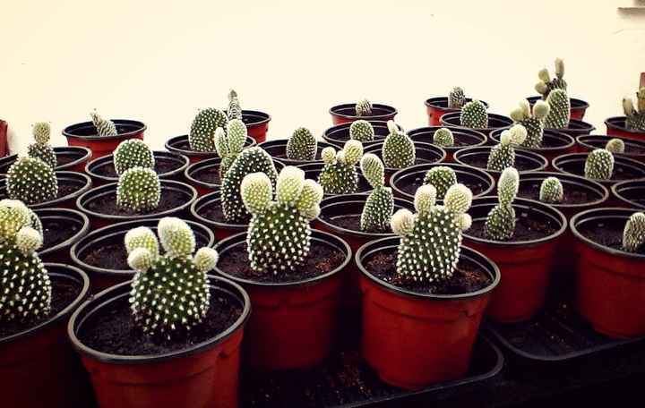Lembranças senhoras