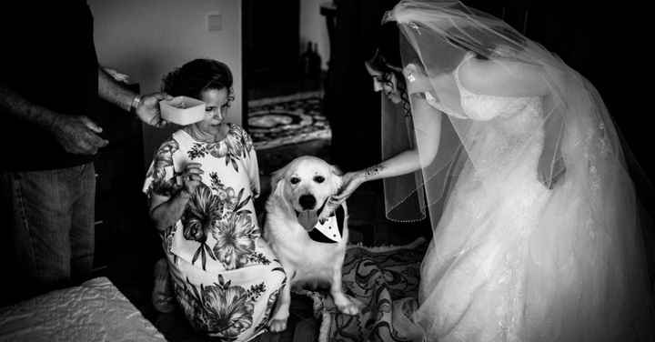 Fotografias incríveis com os vossos patudos! 🐶🤎 - 3
