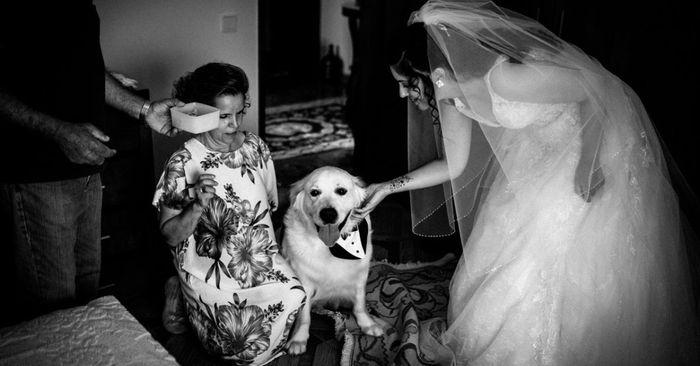 Fotografias incríveis com os vossos patudos! 🐶🤎 - 3