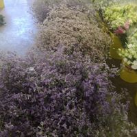 Flores - 3