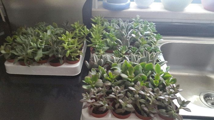 Caixas para arroz e lembranças e homenagem postuma - 4