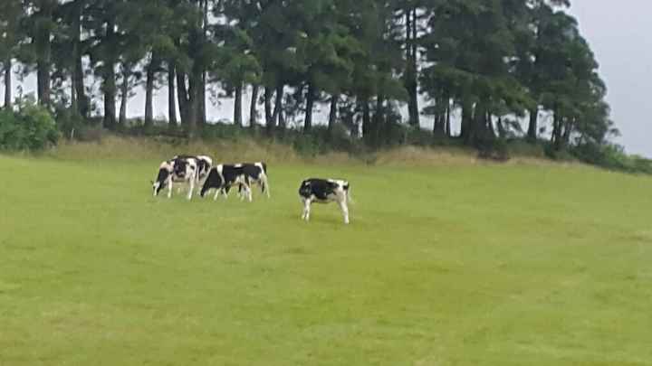 Semana de sonho em s miguel - açores - 11
