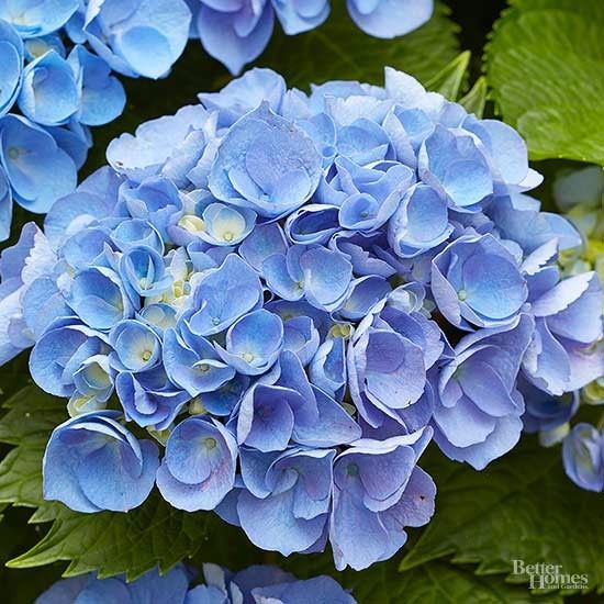 Flores para casamento