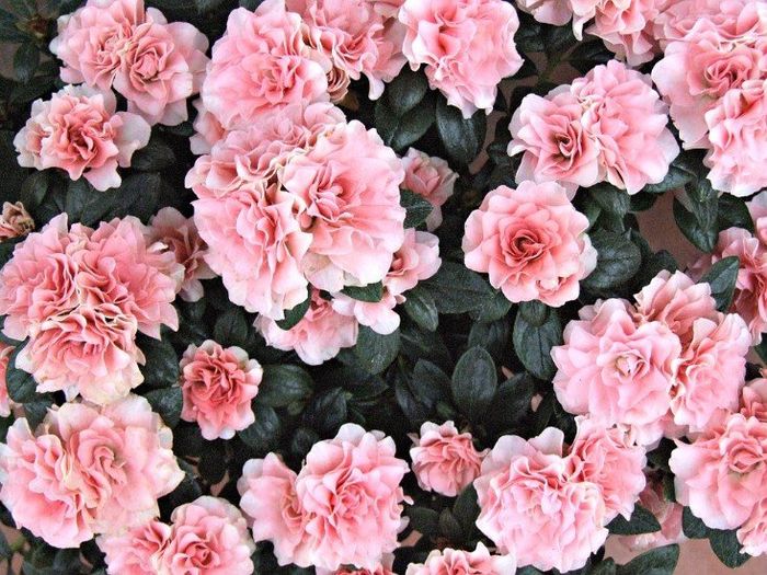 Flores para casamento