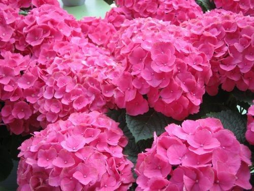 Flores para casamento