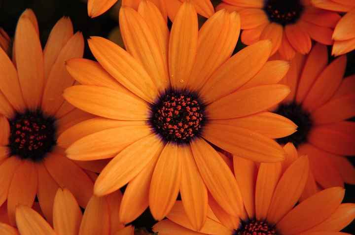 Flores para casamento