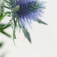 Que flores/plantas são estas? - 1