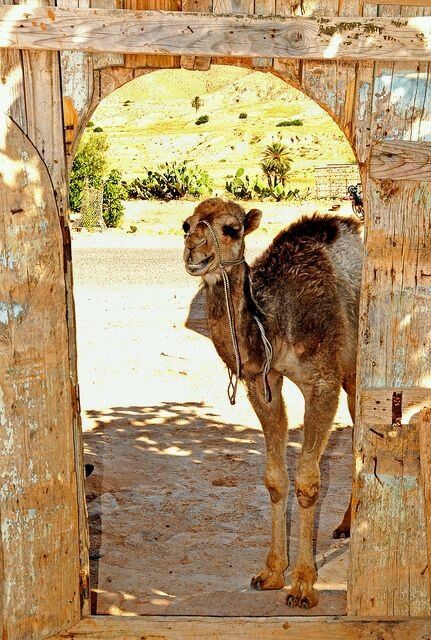 Tunísia -djerba - 11