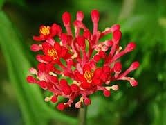 Flor Coral