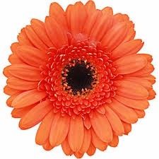 Flor Coral