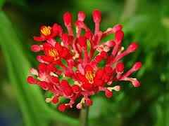 Flor Coral