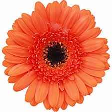 Flor Coral