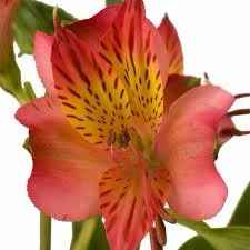 Flor Coral