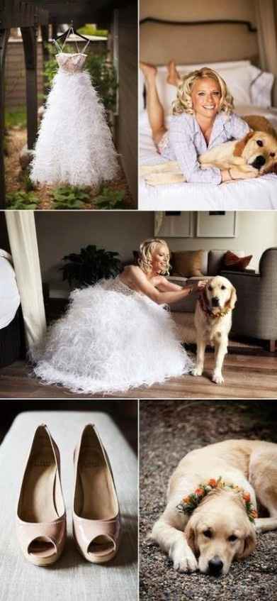 Animais_12