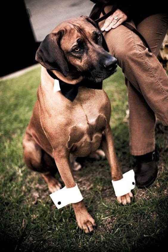 Animais_17