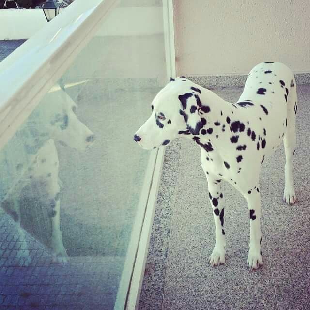 O melhor amigo - 2