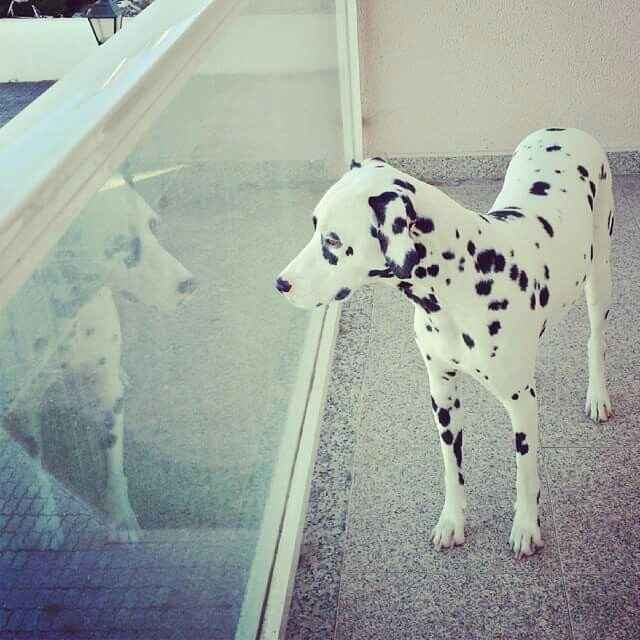 O melhor amigo - 2