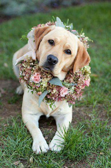 Inspirações com animal de companhia - 5