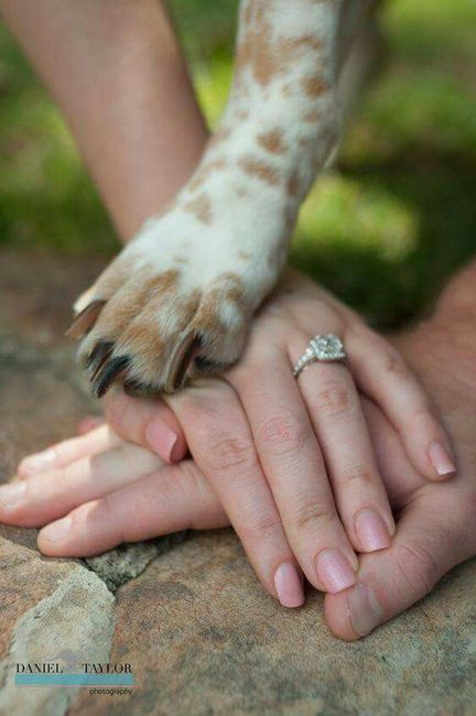 Inspirações com animal de companhia - 6