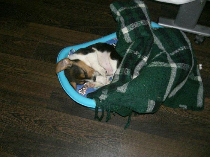 Bom fim-de-semana com pet - 1