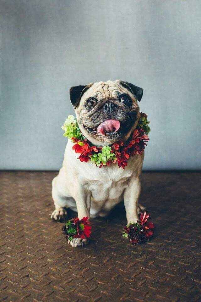 Os nossos melhores amigos - 5