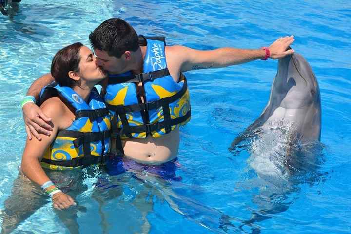 THE EXPERIENCE OF A LIFETIME! DOLPHINS EMOTIONS... uma experiência inesquecível, uns animais muito d
