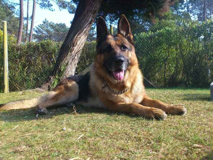  Animais no Casamento - 3