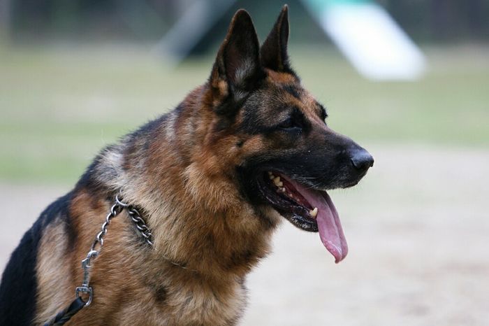  Animais no Casamento - 2