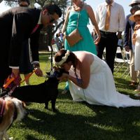 Canitas no casamento
