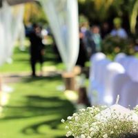 Vivaz, gipsofila ou mosquitinho : rendida a esta flor - 2
