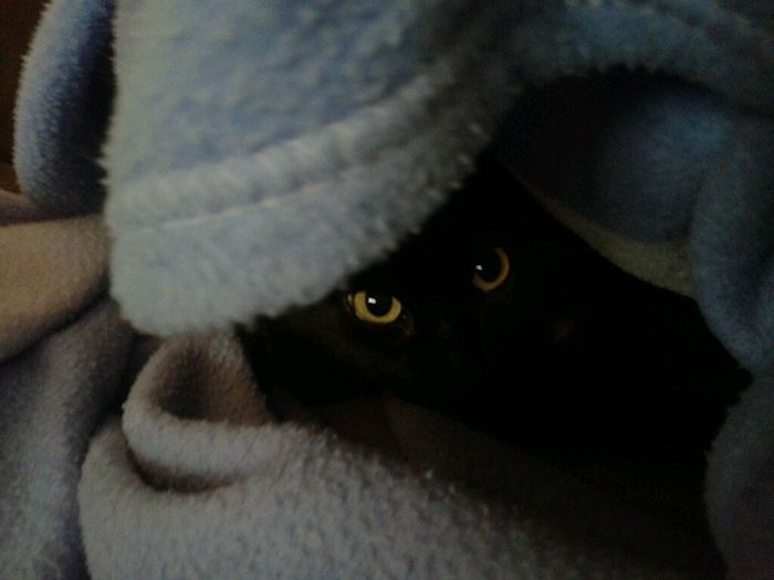 Inspirações para amantes de gatos - 4