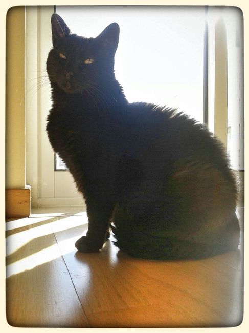 Morgana