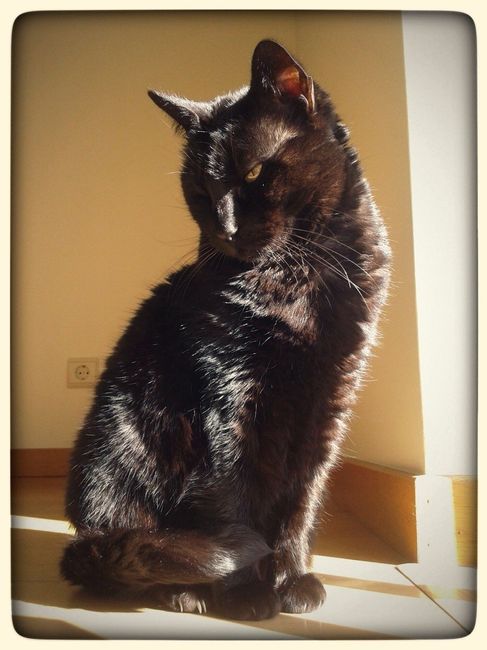 Morgana