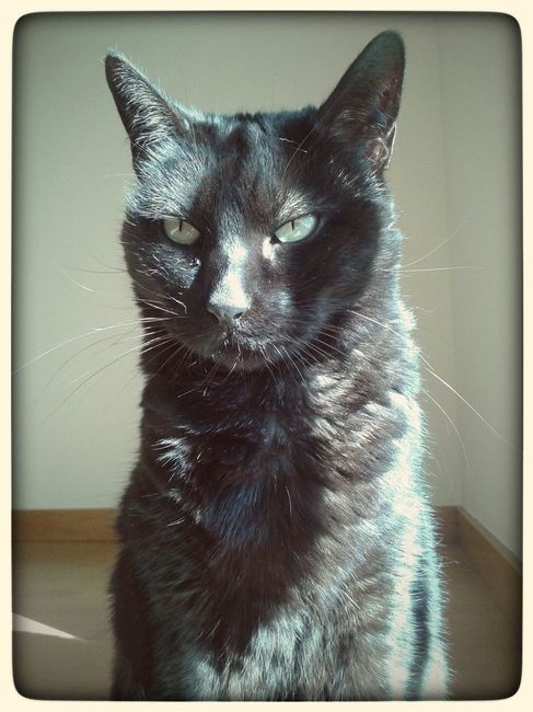 Morgana