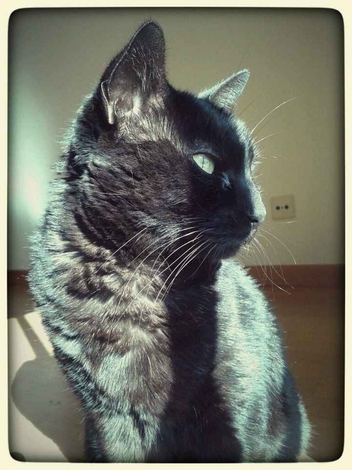 Inspirações para amantes de gatos - 2