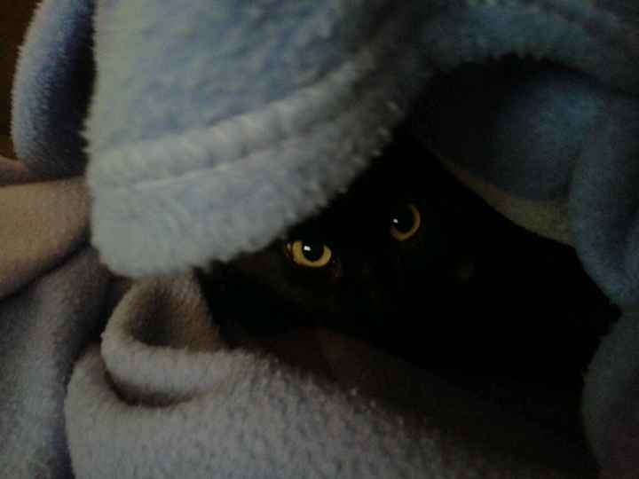 Inspirações para amantes de gatos - 4