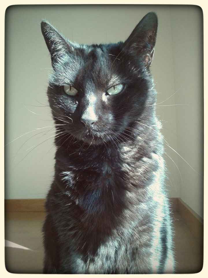 Morgana