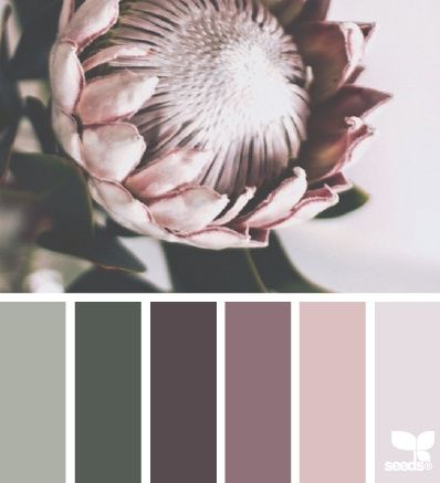palete protea