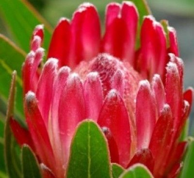 protea lancelot