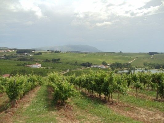 Vinhas e no topo um lago