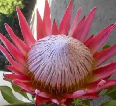 protea king
