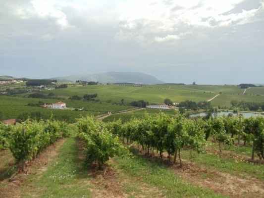 Vinhas e no topo um lago