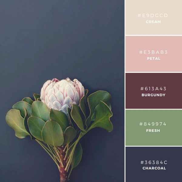 Protea (os 2 rosas serão da minha palete)