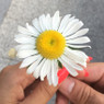 Inês