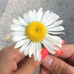 Inês