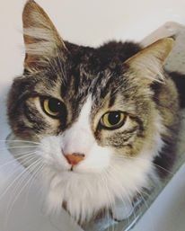 Elvis