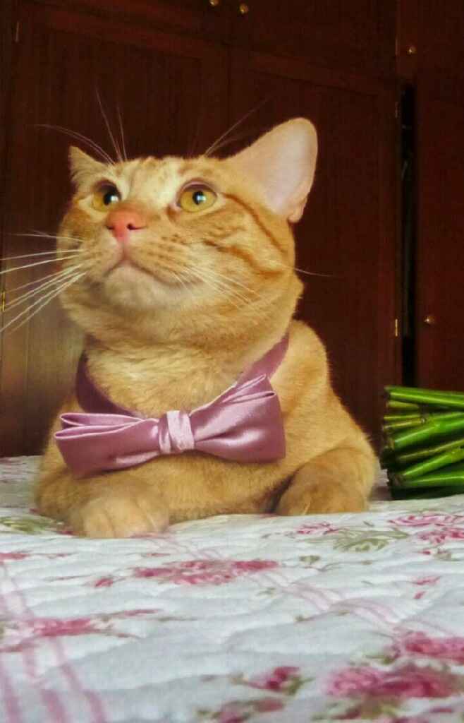 Quem vai ter animal de estimação no casamento? - 1