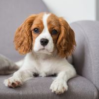 Cão em casa: King Charles - 1