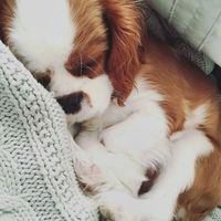 Cão em casa: King Charles - 2